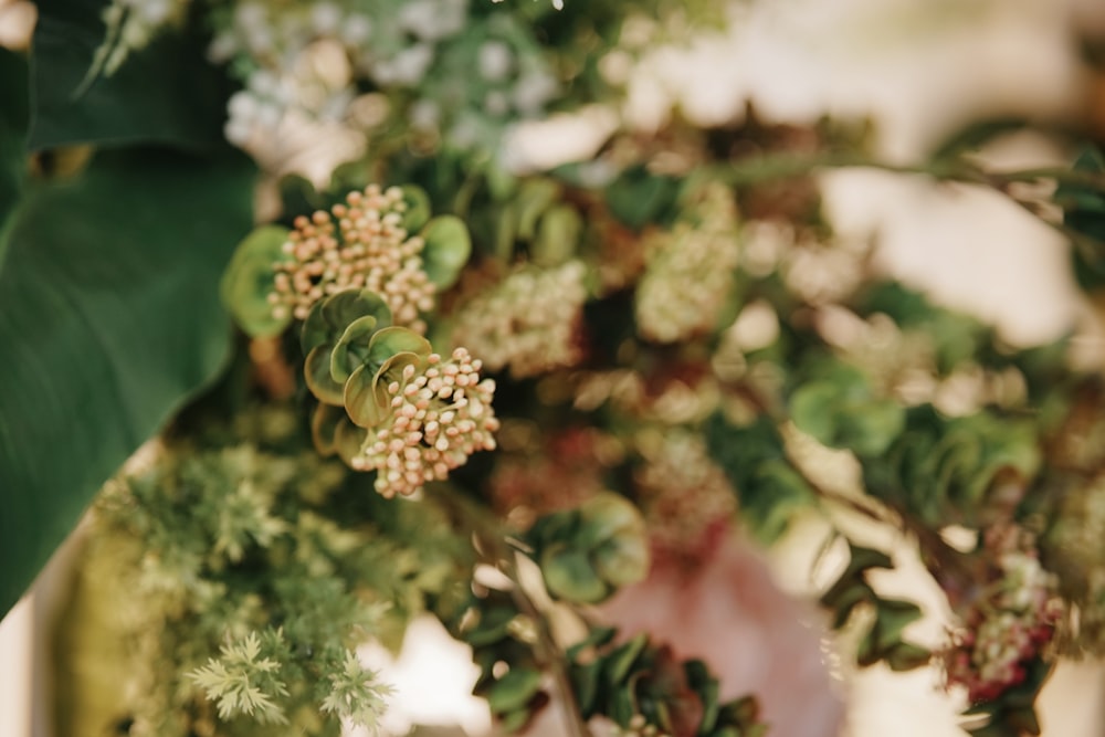 a close up of a plant with green leaves