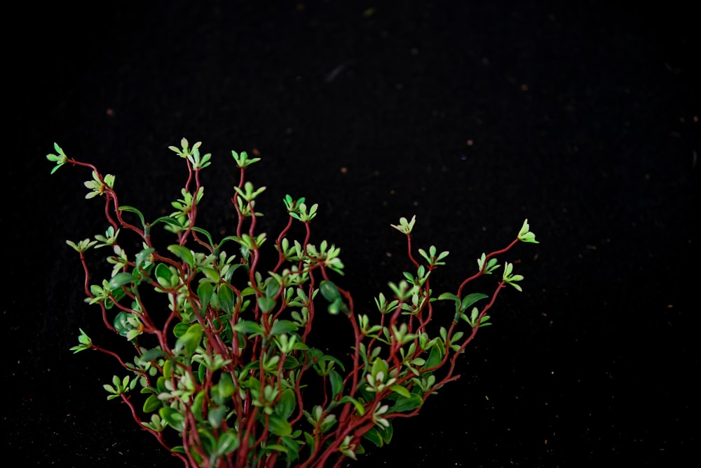 a close up of a plant on a black background