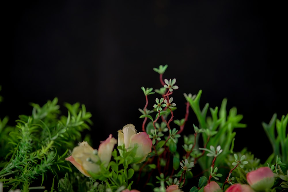 a close up of a plant with green leaves