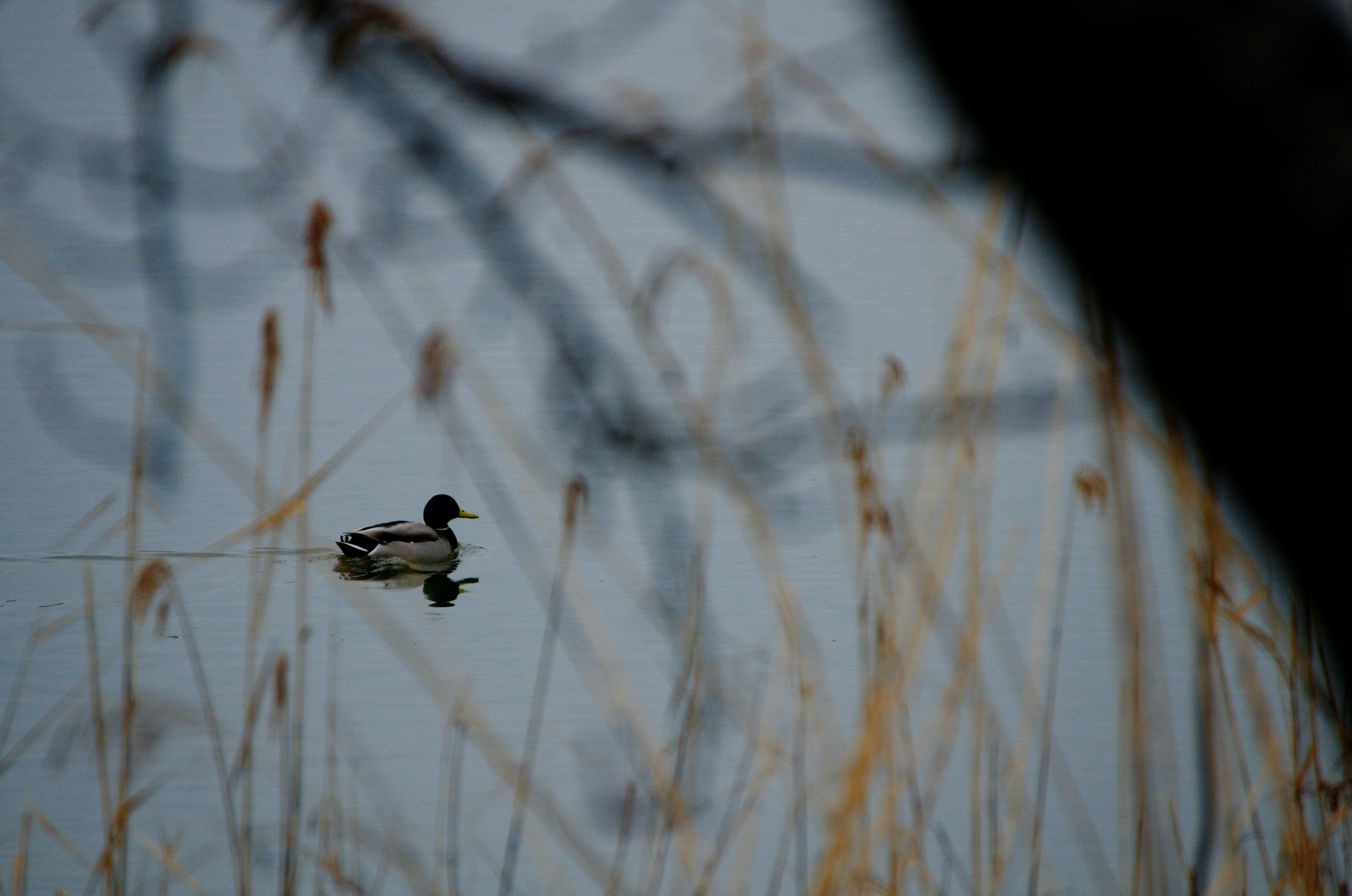 Photo by turuturu