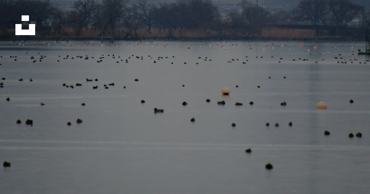 A large white object floating over a large body of water photo – Free ...
