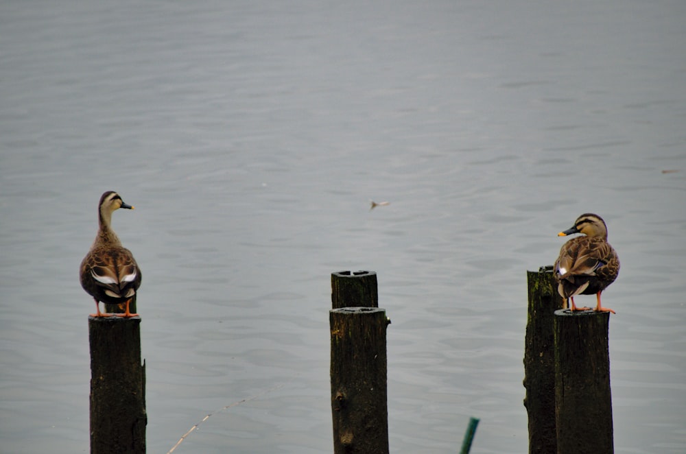 un par de patos sentados encima de postes de madera