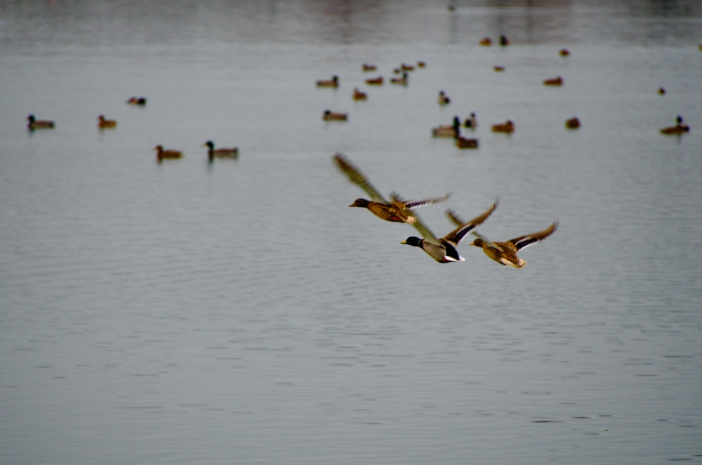 una bandada de patos volando sobre un cuerpo de agua