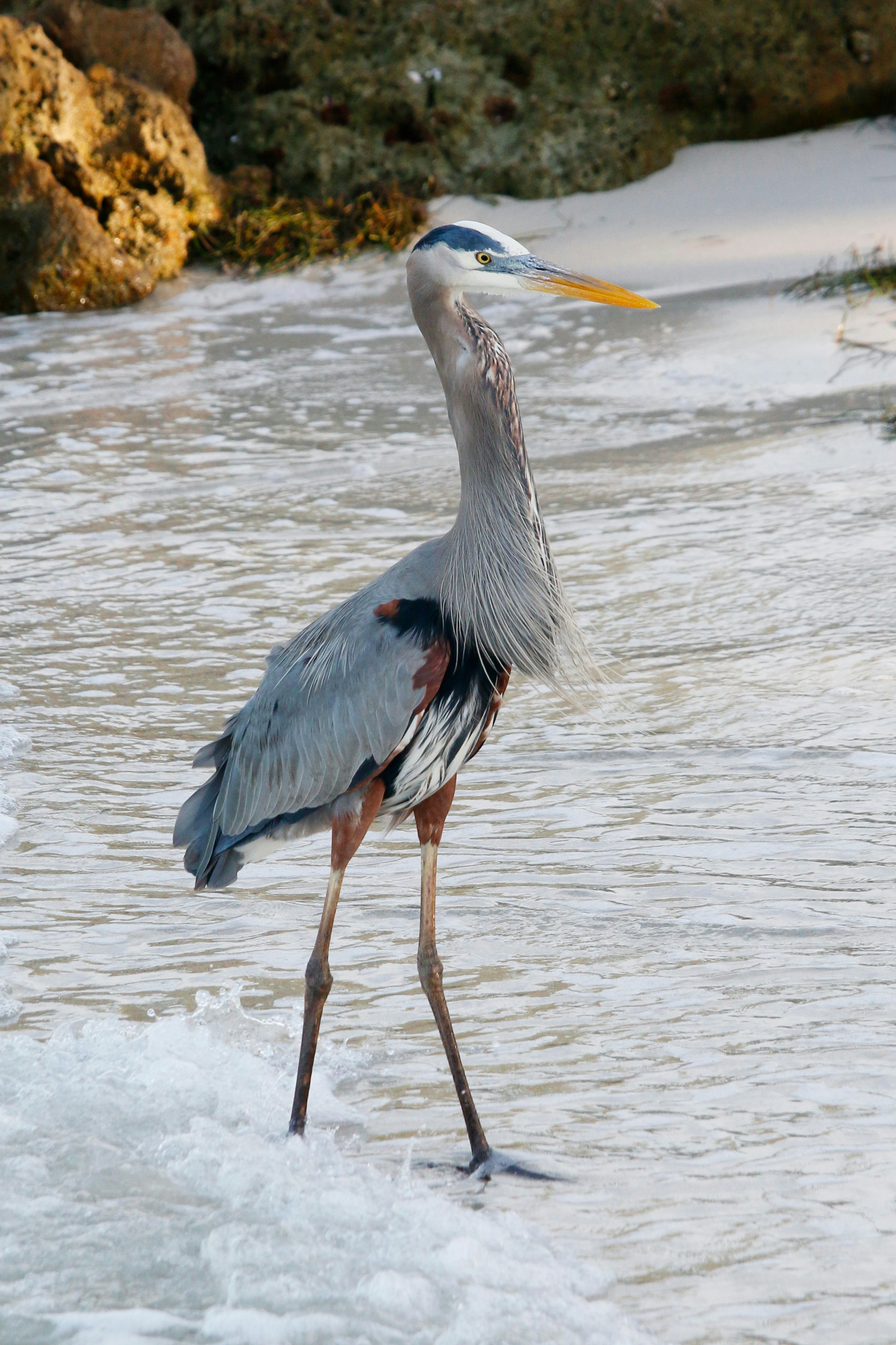 Photo by goldenplover31