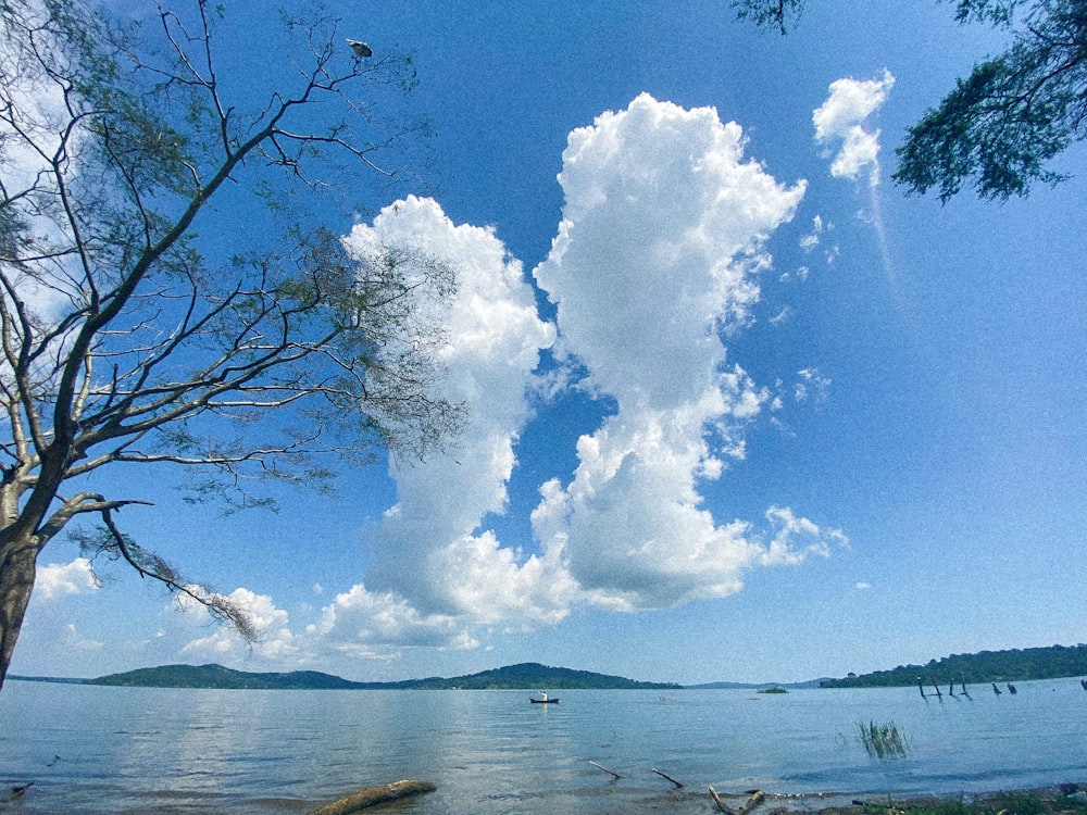 a view of a body of water with a tree in the foreground