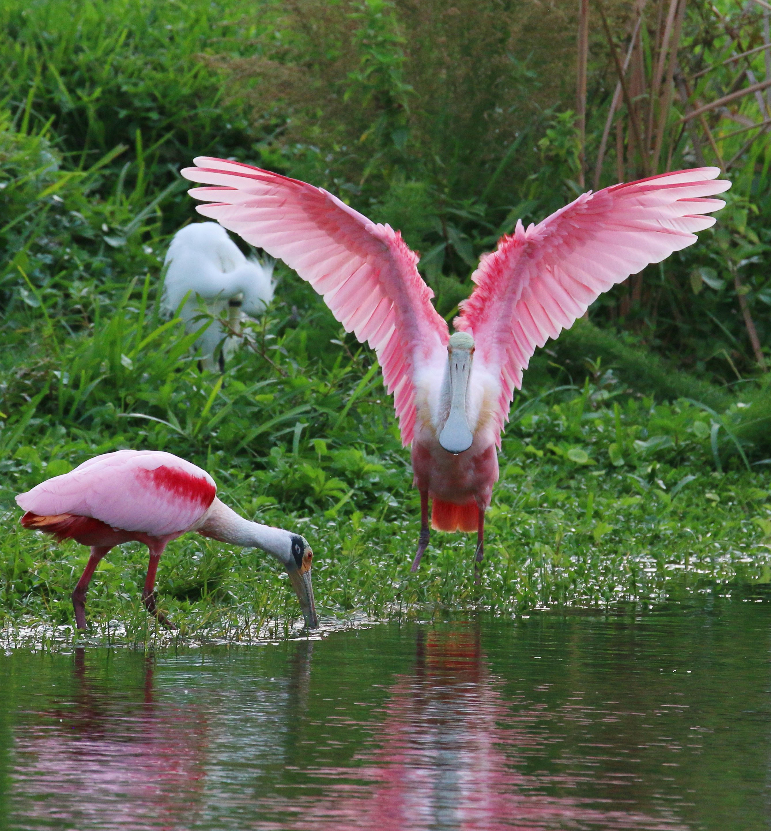 Photo by goldenplover31