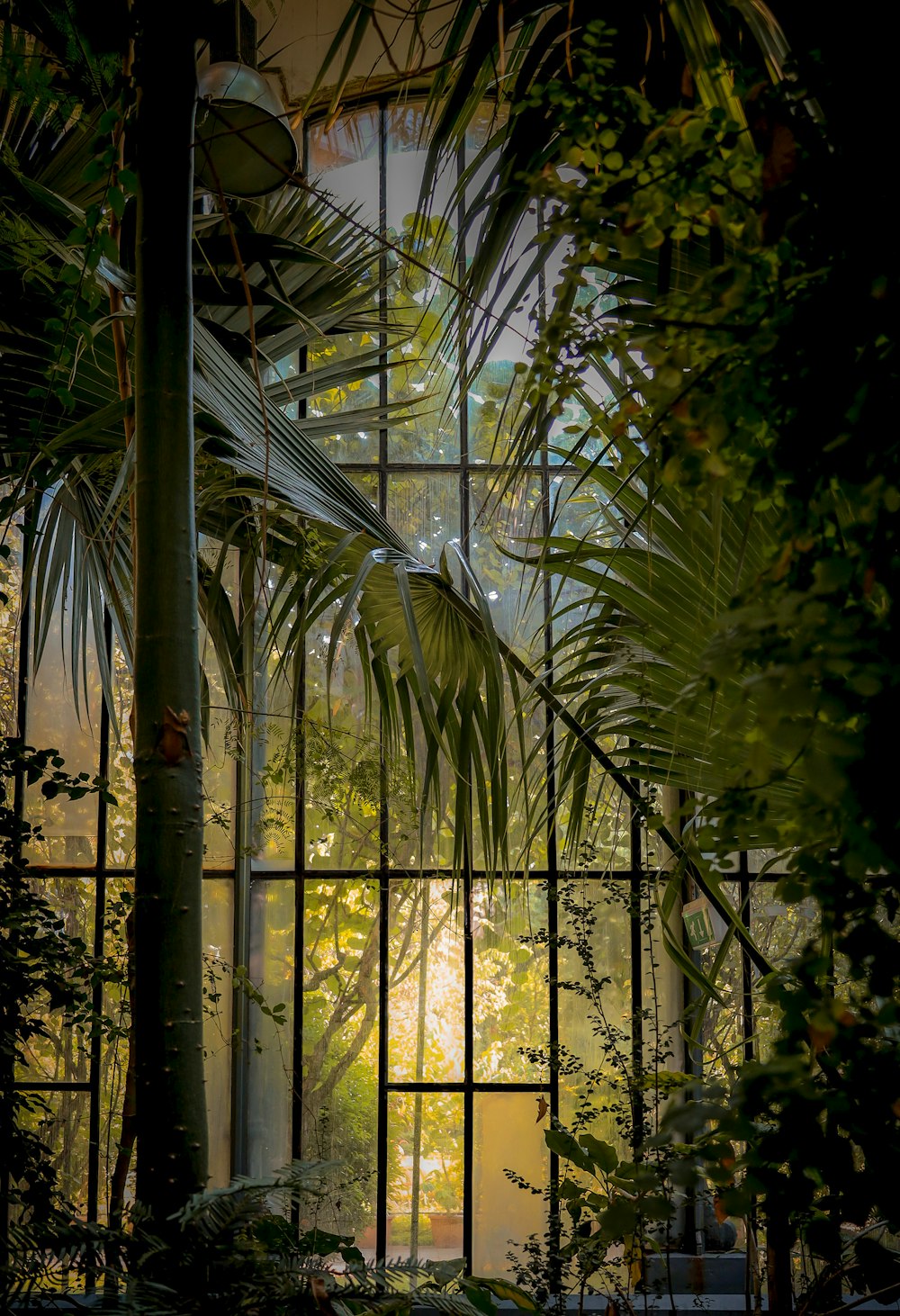 a window with a view of a tropical forest