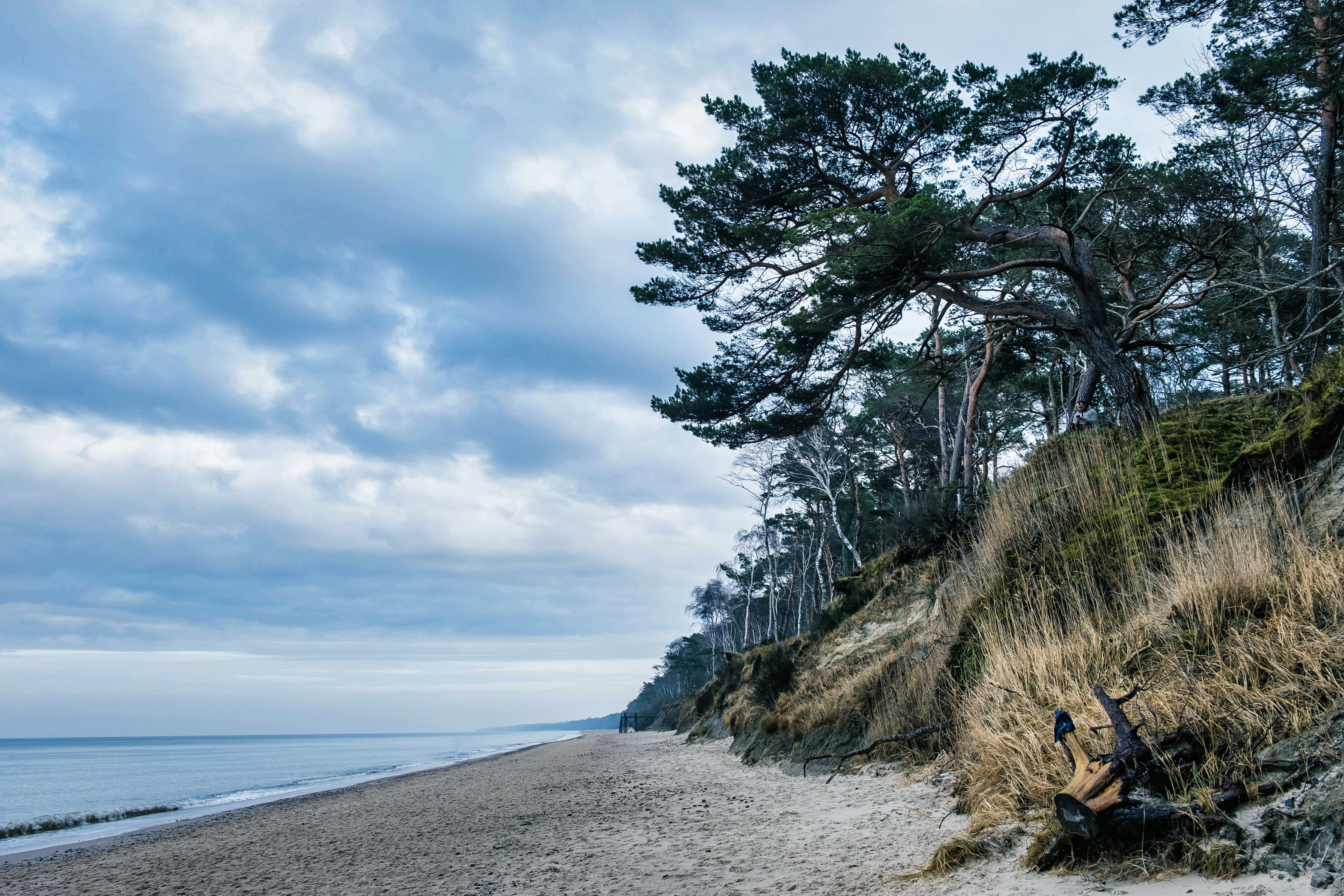 a man sitting on a beach next to a tree