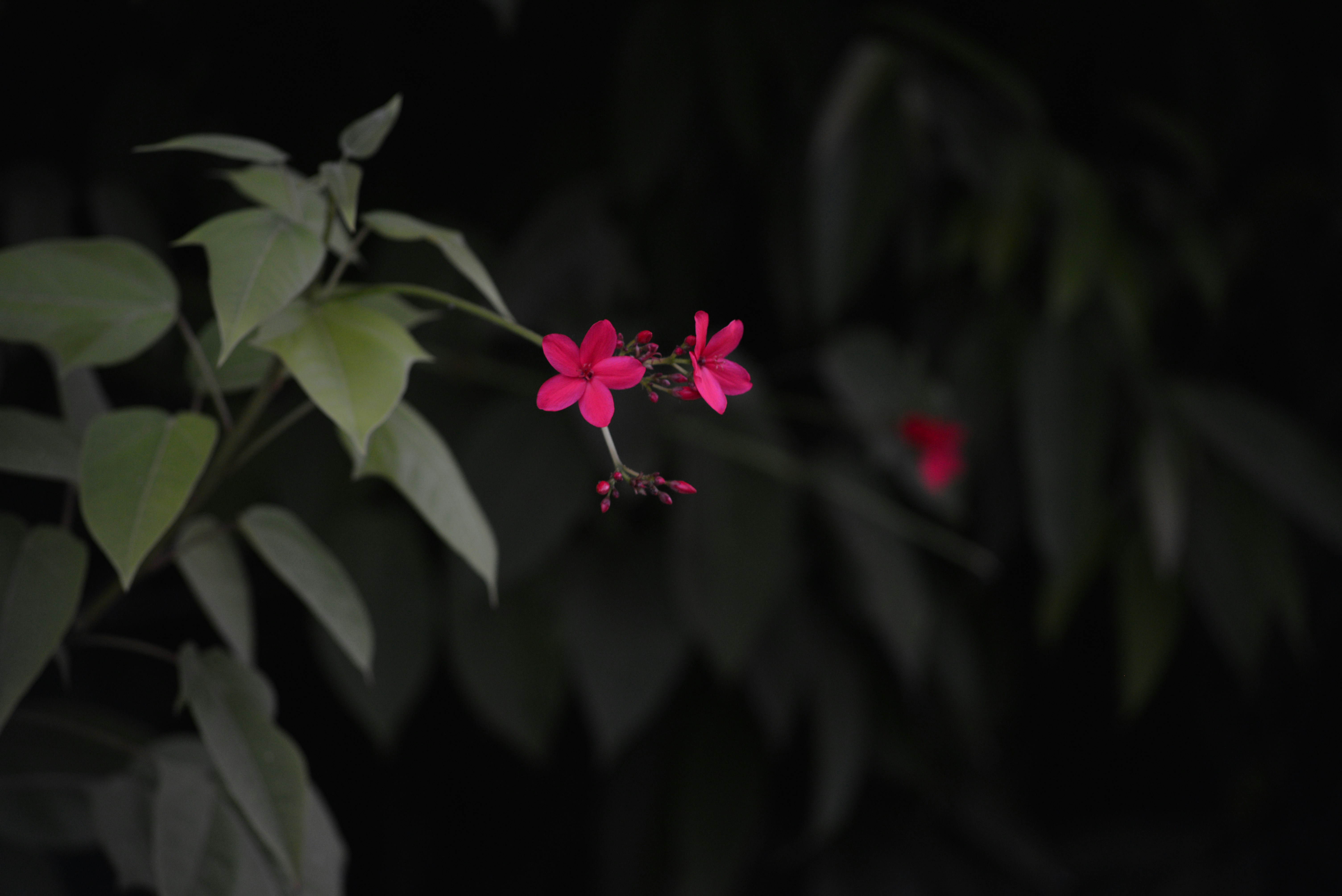 Photo by cherstve_pechivo