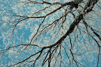 looking up at the branches of a tree in winter
