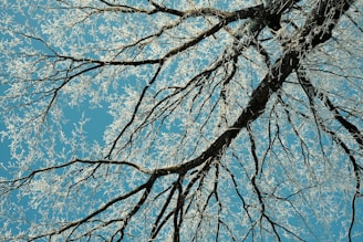 looking up at the branches of a tree in winter