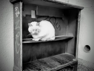 a white cat sitting on top of a wooden shelf