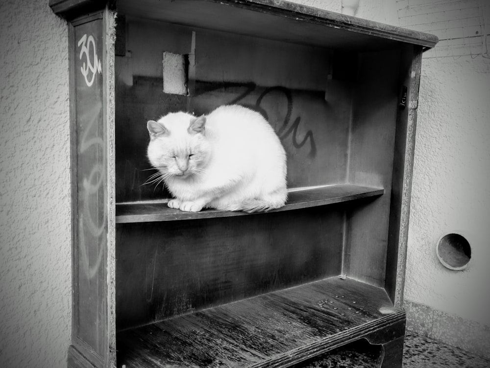 a white cat sitting on top of a wooden shelf