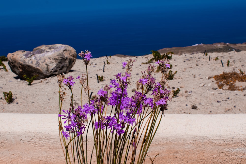 purple flowers in a vase on a beach