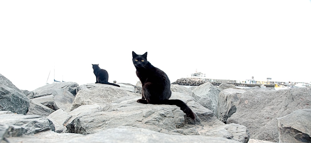 a black cat sitting on top of a pile of rocks