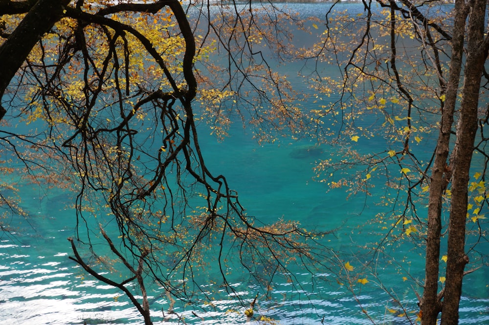 a body of water surrounded by trees and water