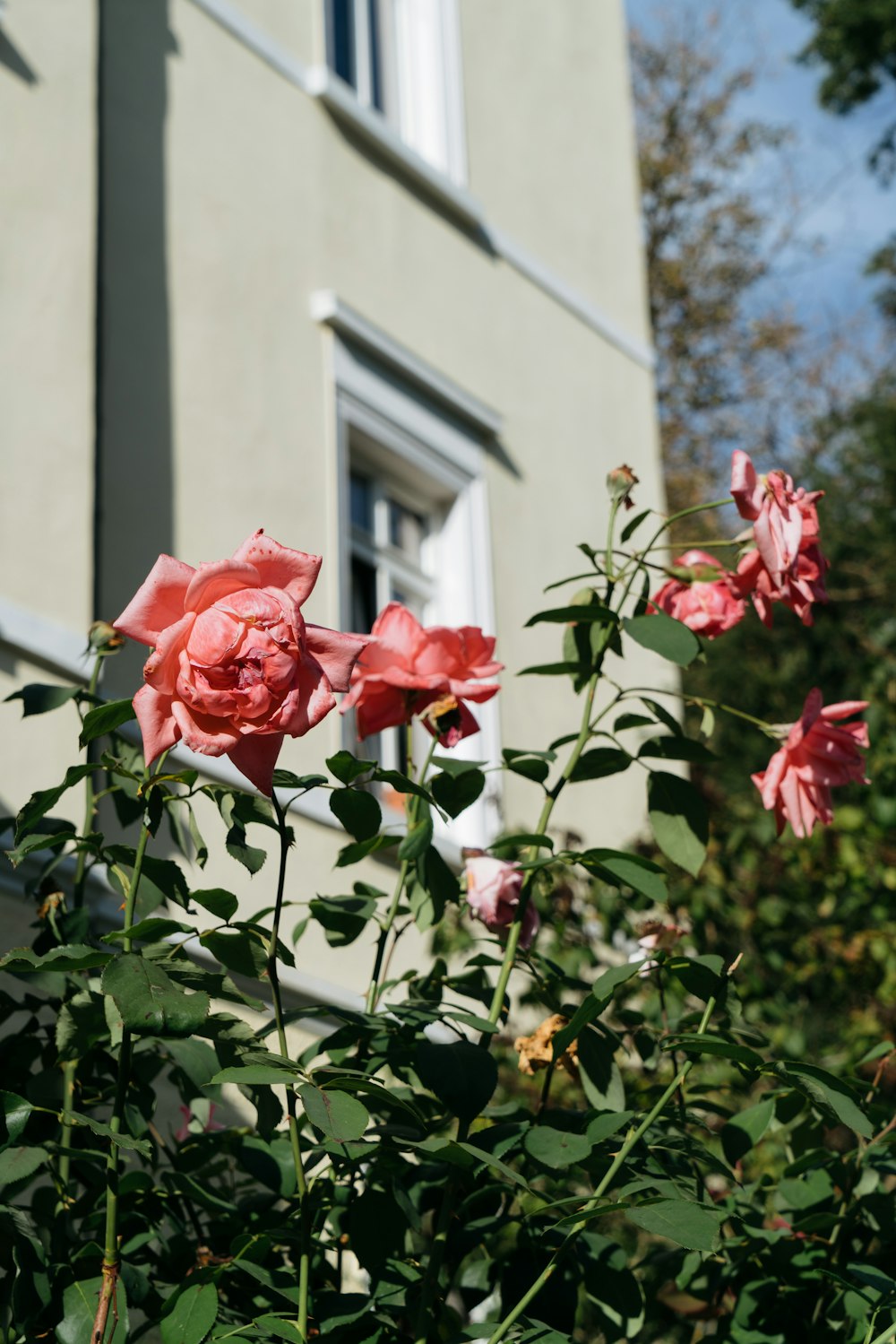 um arbusto de rosas cor-de-rosa em frente a um edifício
