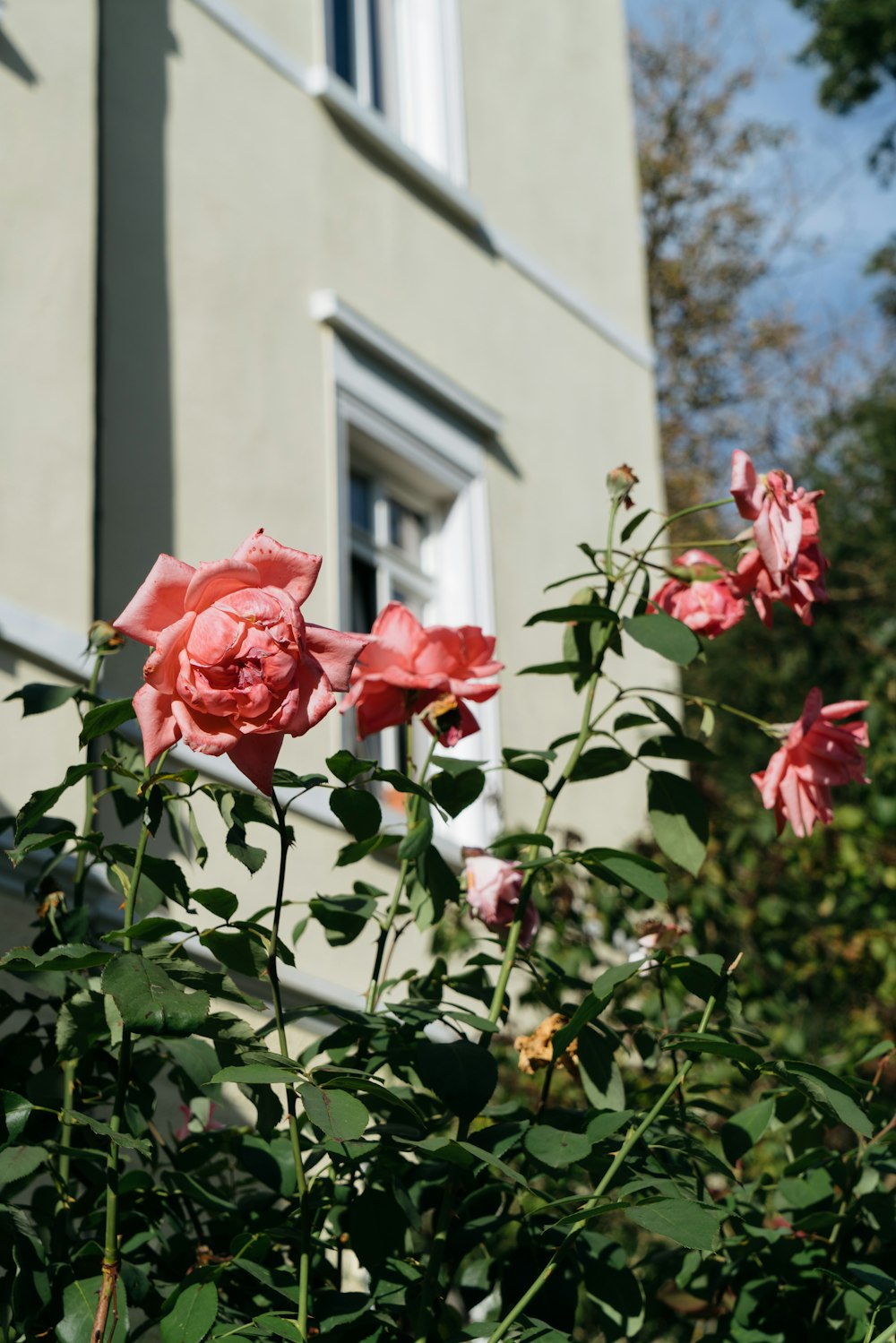 a bush of pink roses in front of a building