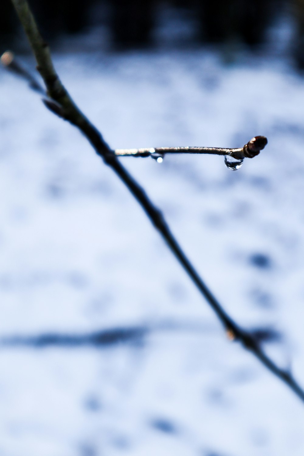 a branch of a tree in the snow