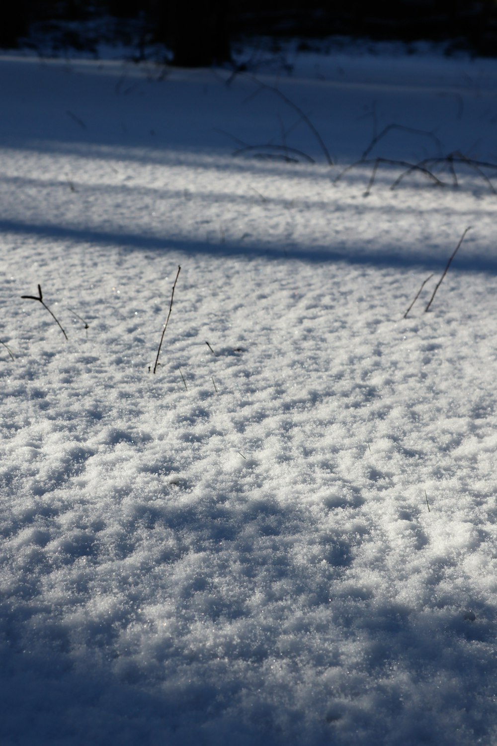 a snow covered field with grass sticking out of the snow