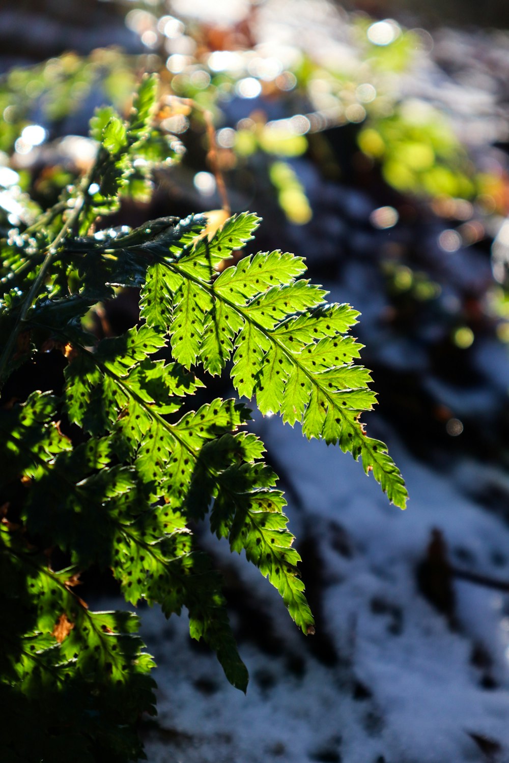 a close up of a leaf in the snow