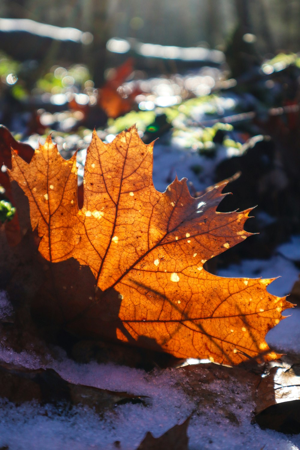 a leaf that is sitting in the snow