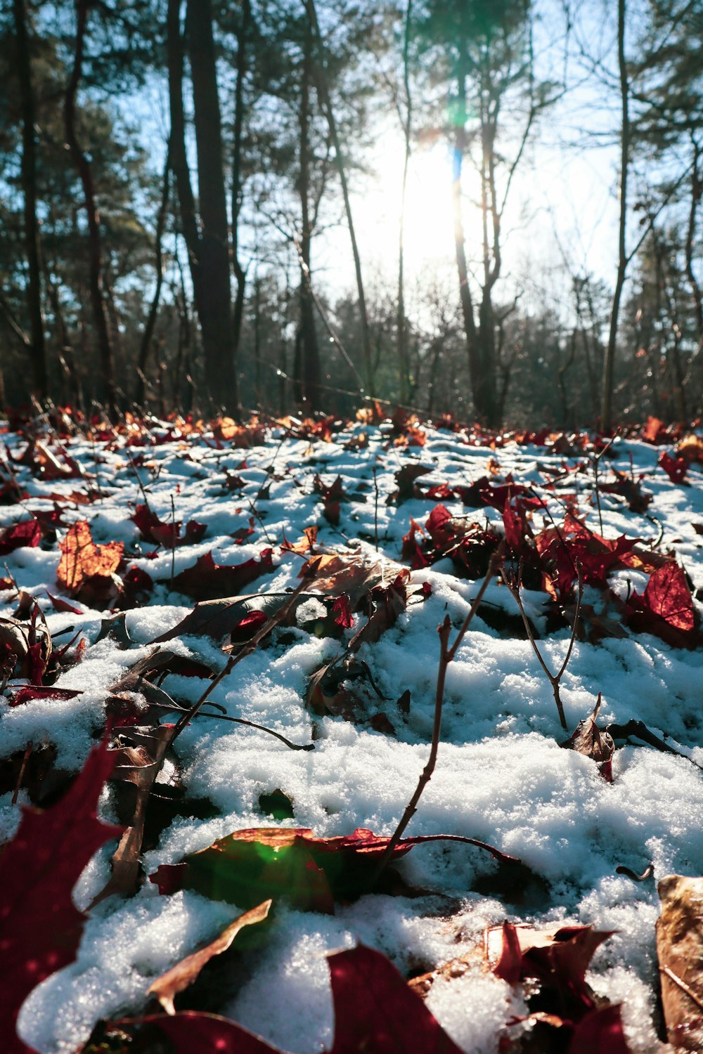 a bunch of leaves that are laying in the snow