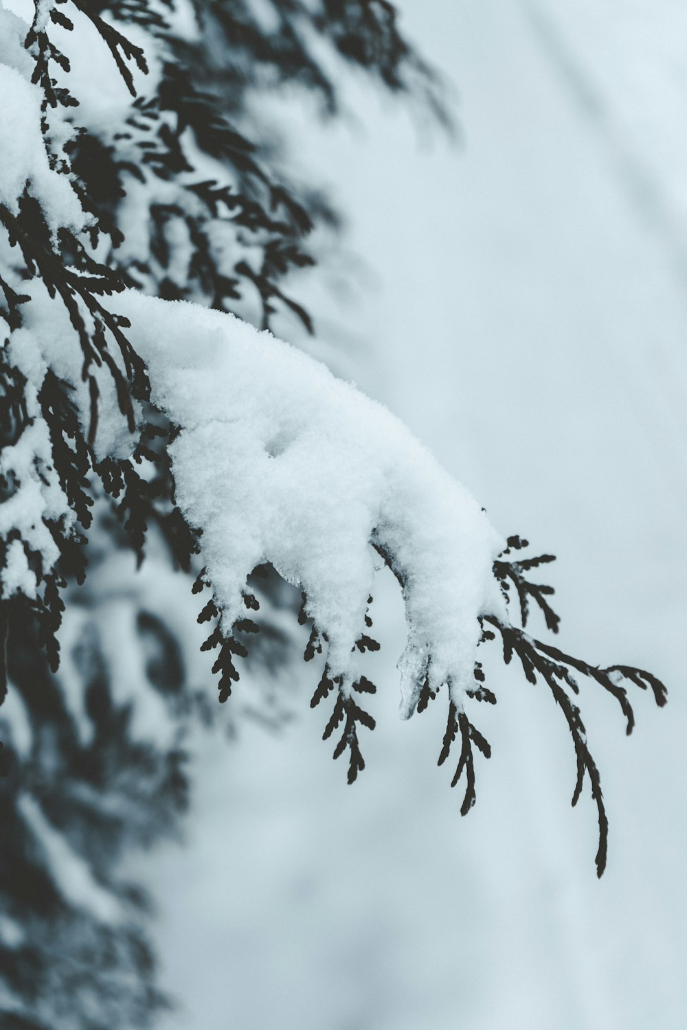 a branch of a tree covered in snow