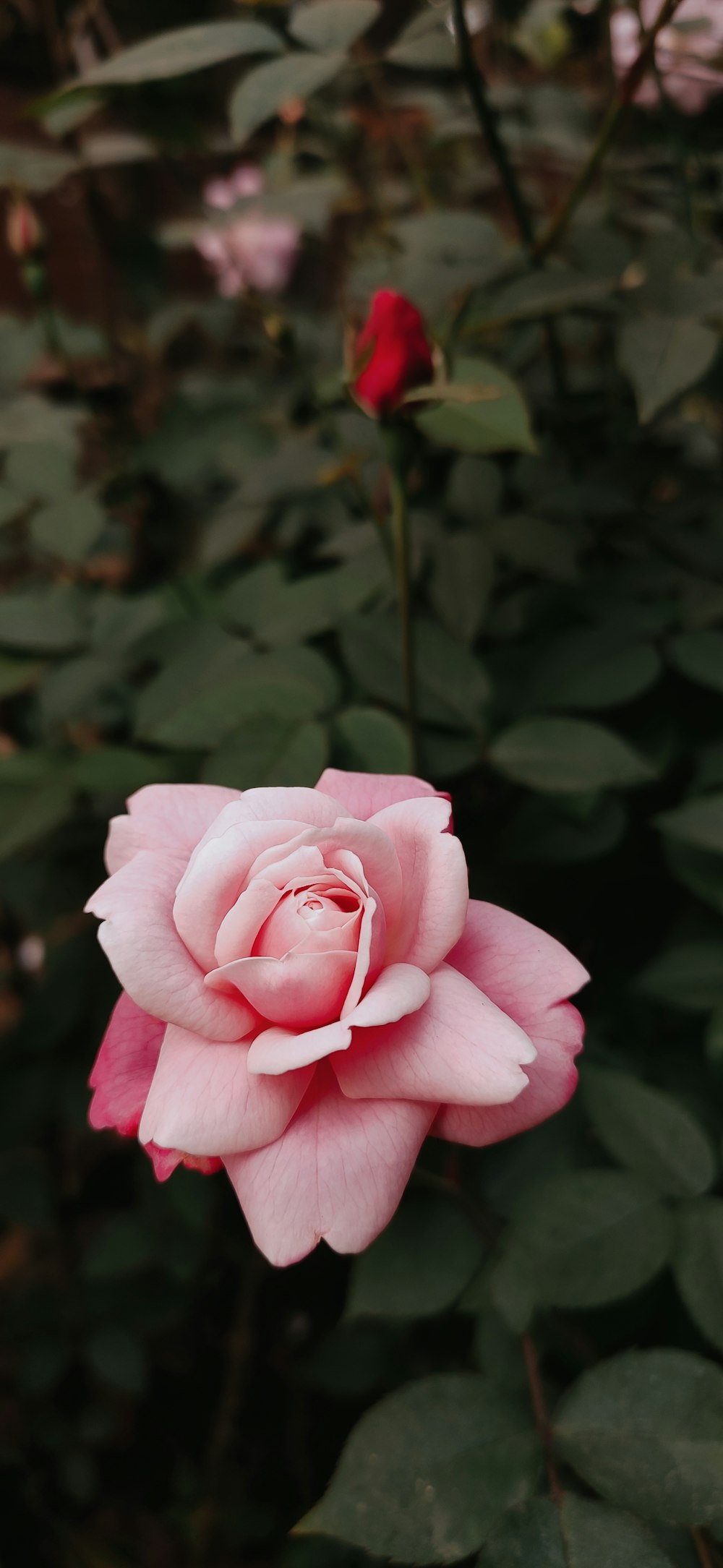 a pink rose is blooming in a garden