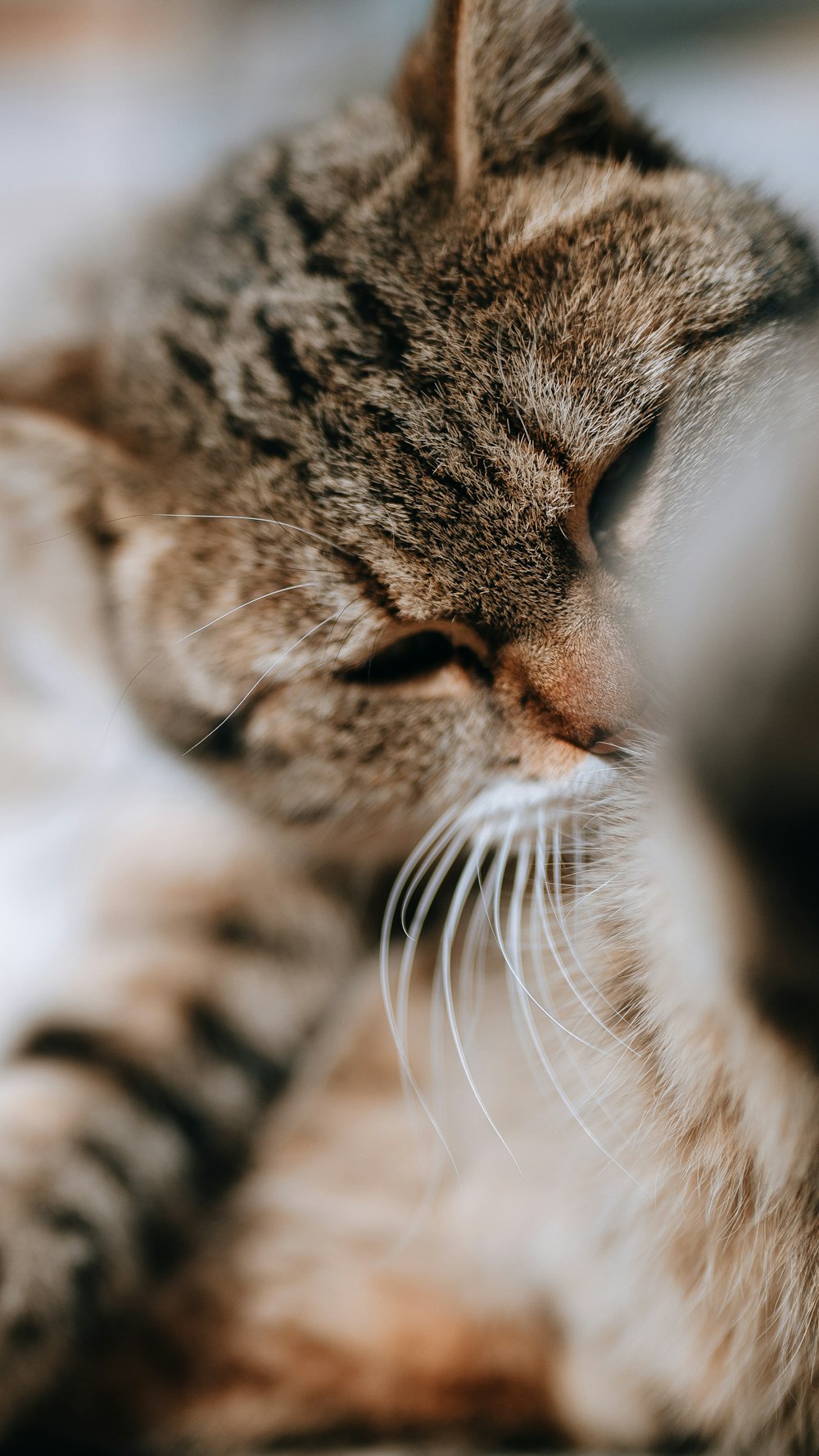 a close up of a cat laying on a bed