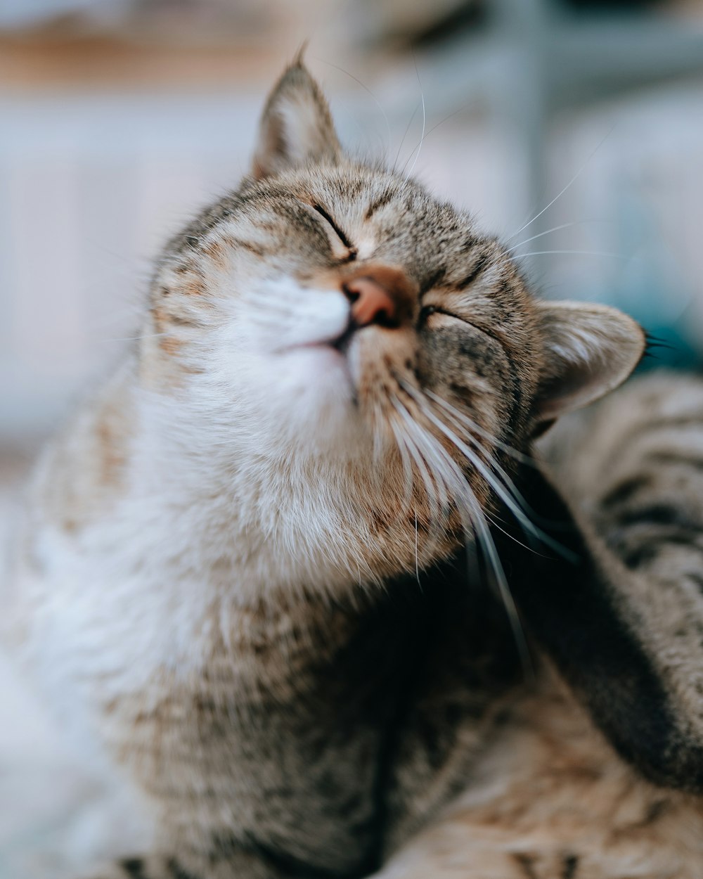 a close up of a cat laying on a bed