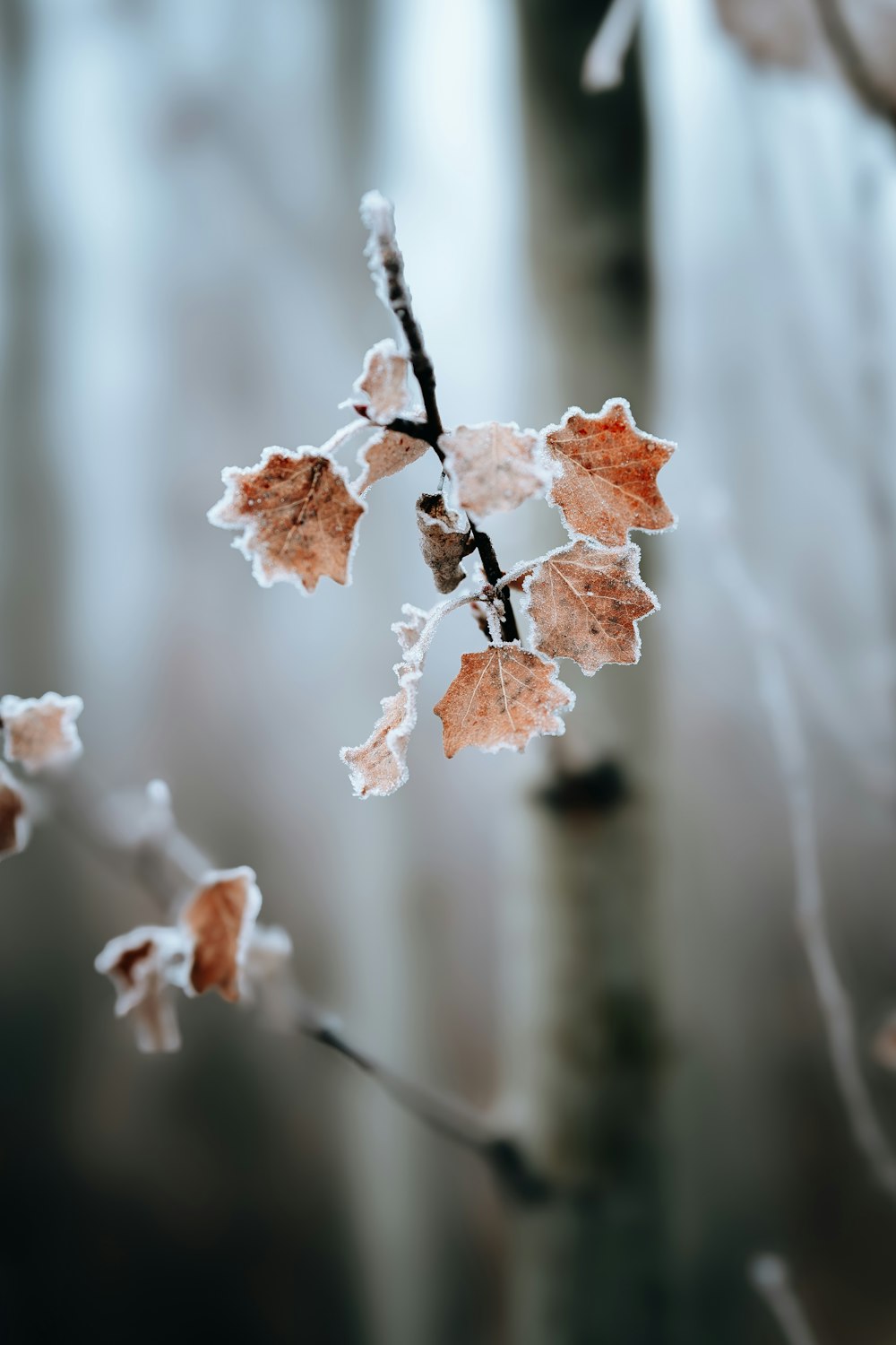 a branch with some leaves on it covered in snow