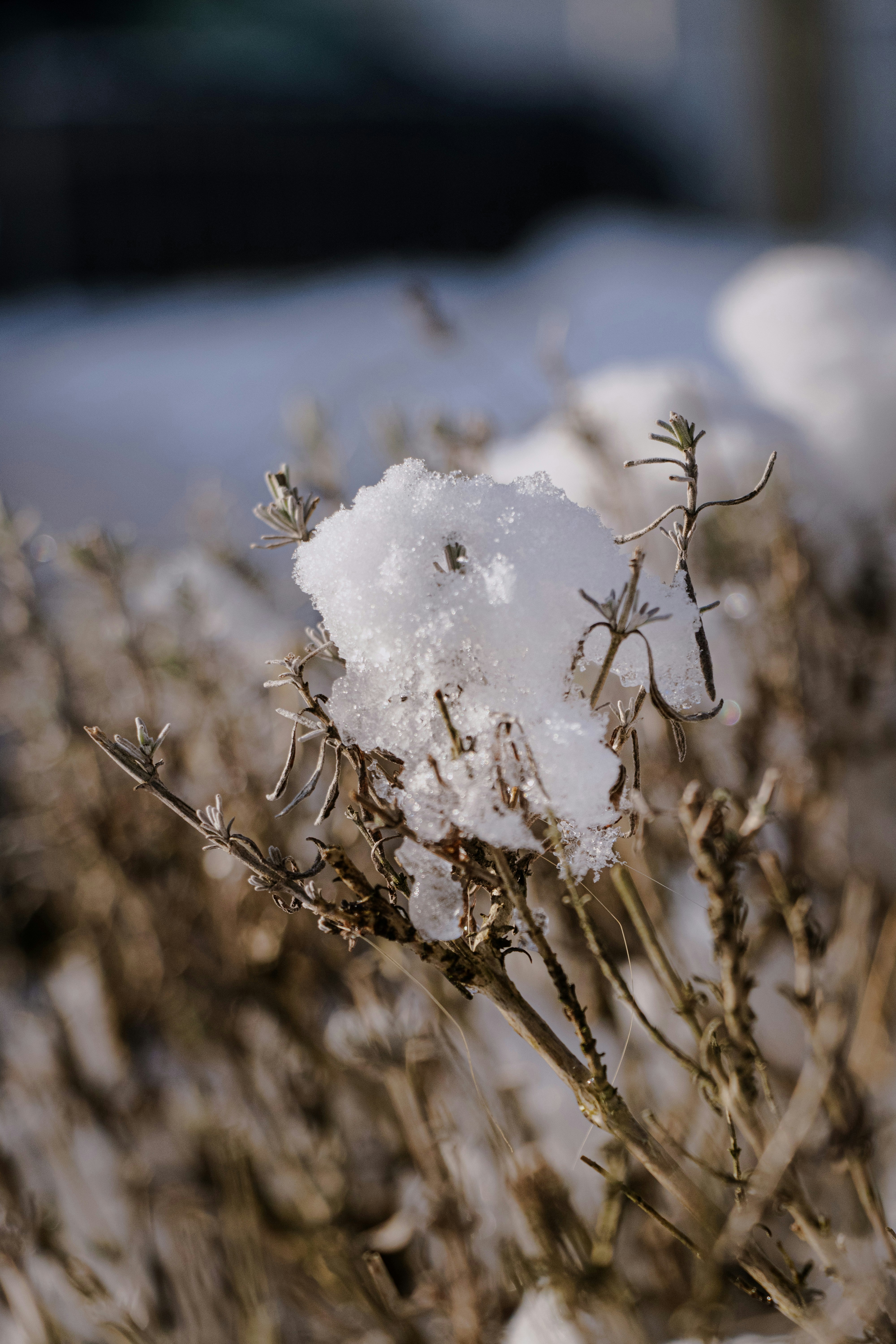 Photo by sorinbasangeac