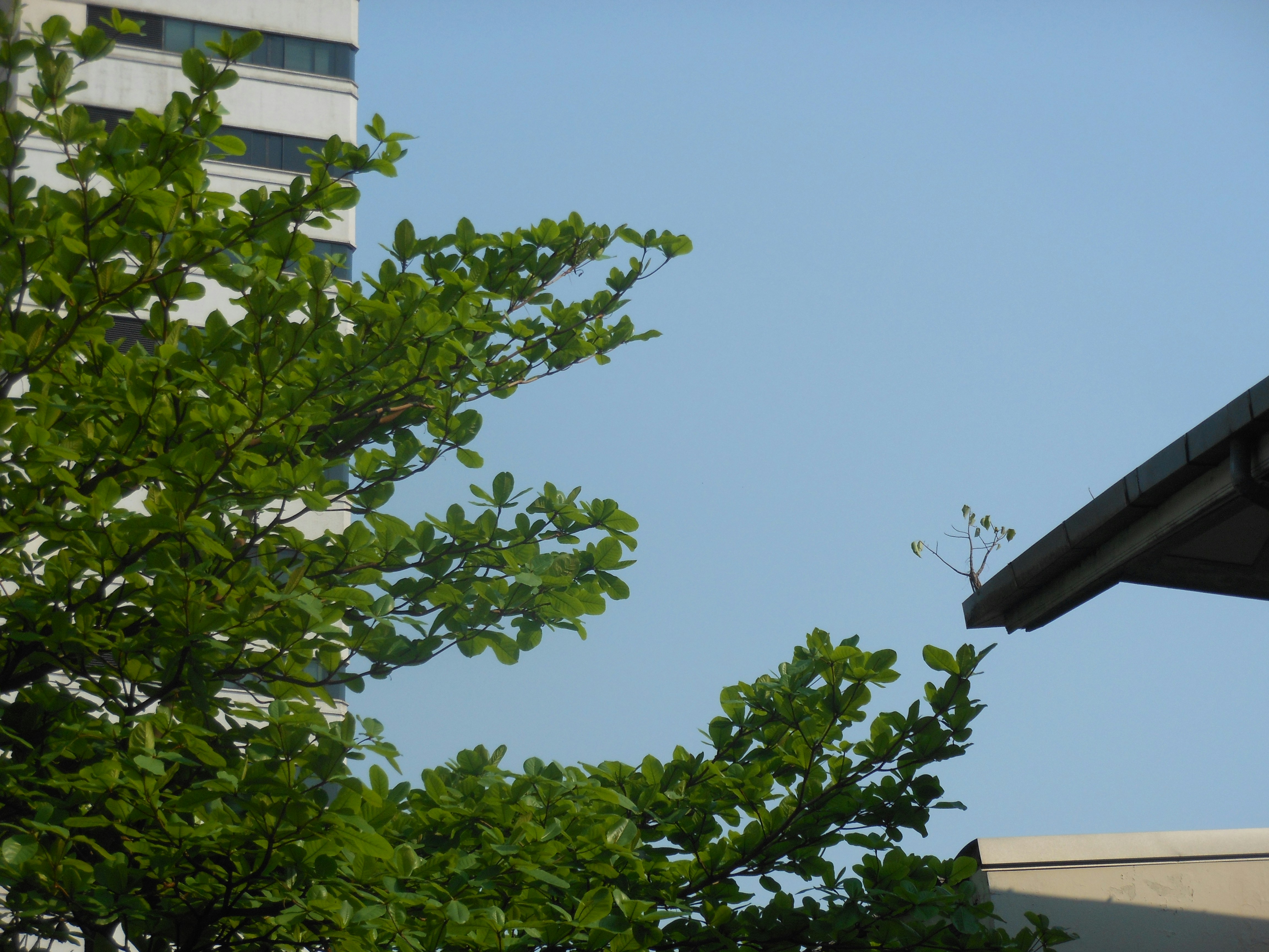 건물 옥상에 새가 앉아 있습니다