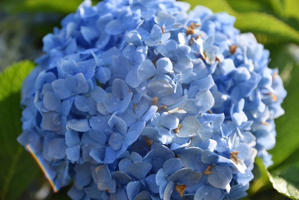 a close up of a blue flower with green leaves