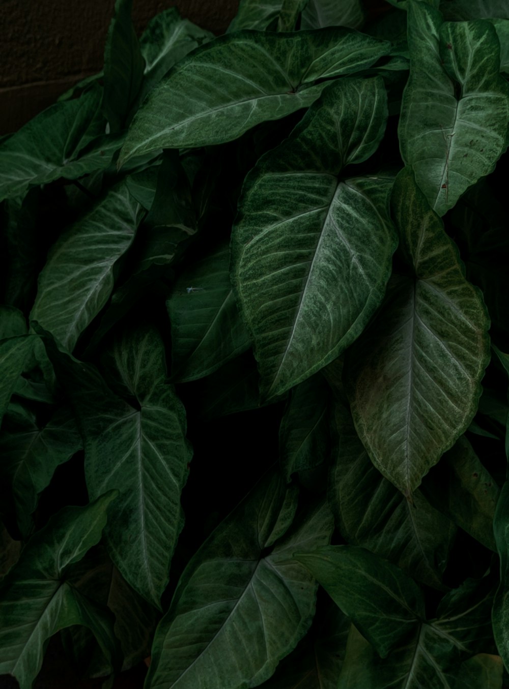 a pile of green leaves on top of a wooden table