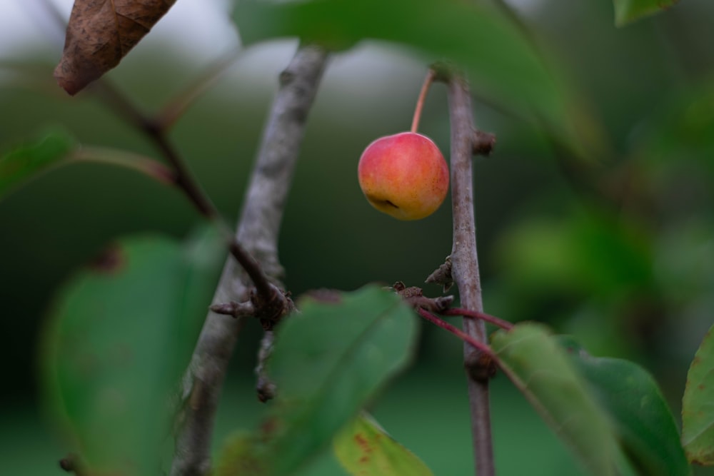 a peach on a tree branch with leaves