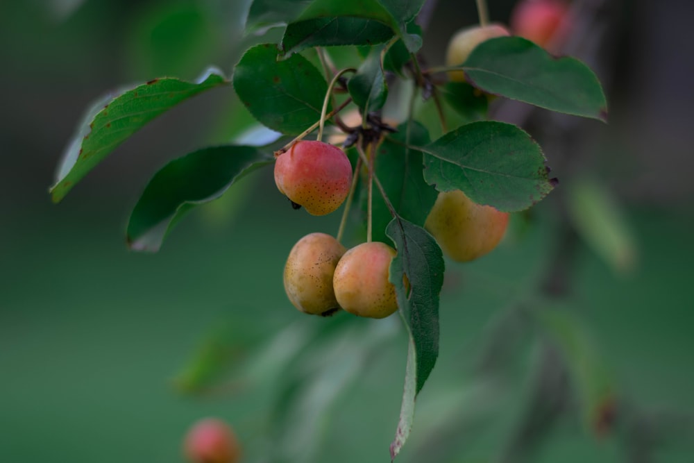 a bunch of fruit hanging from a tree branch