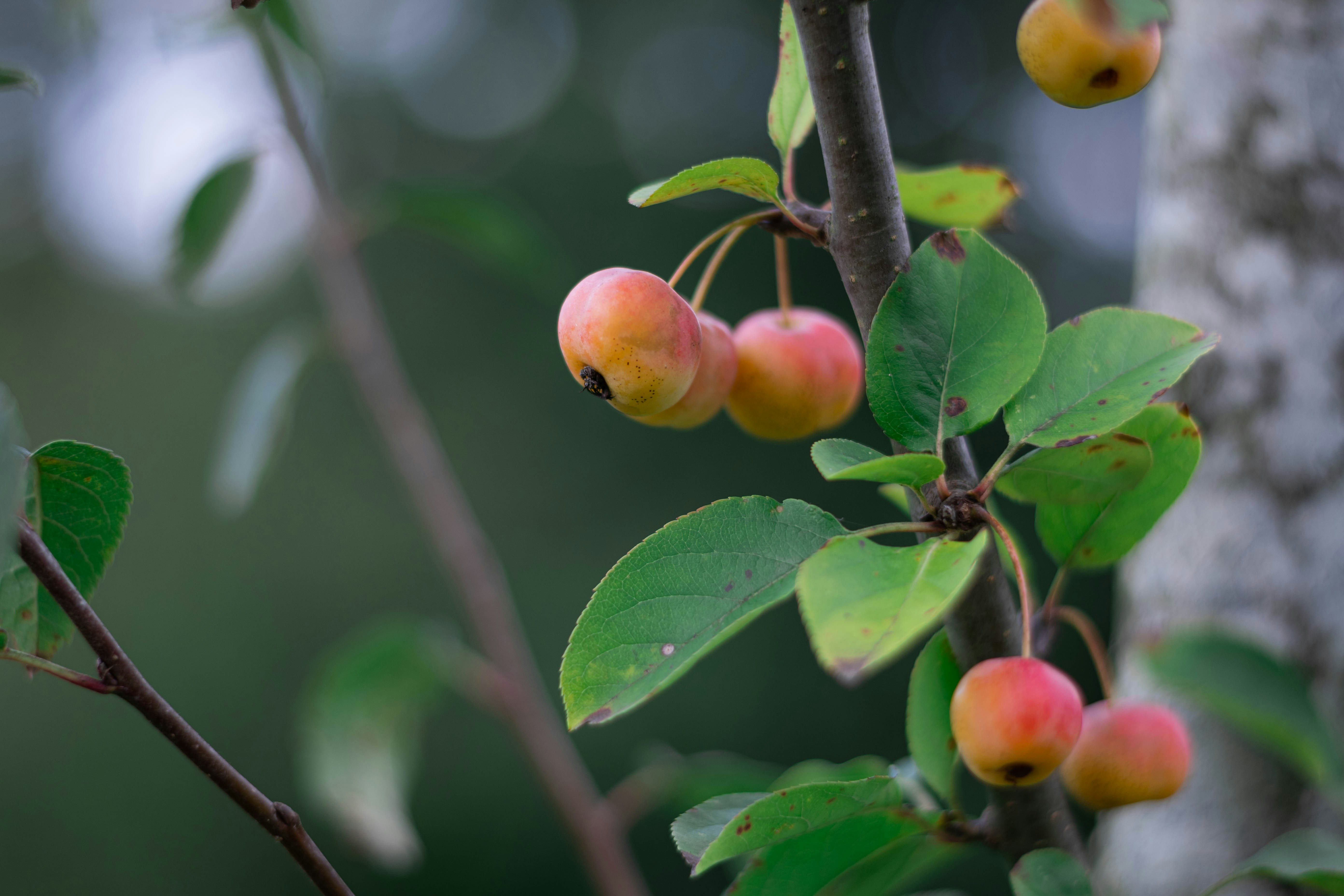 a branch of a tree with fruit on it, Fresh apples. Spain, Asturias.