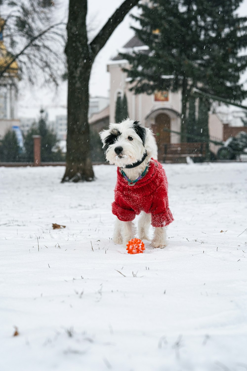 a small white dog wearing a red coat in the snow