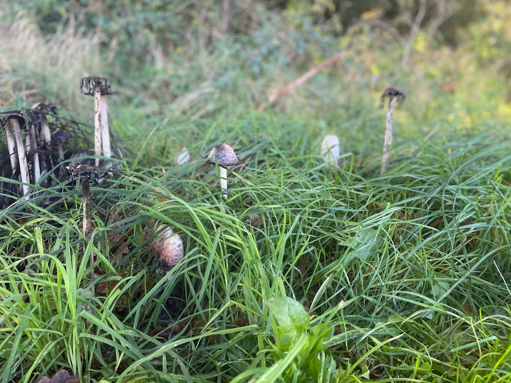 a bunch of mushrooms that are in the grass