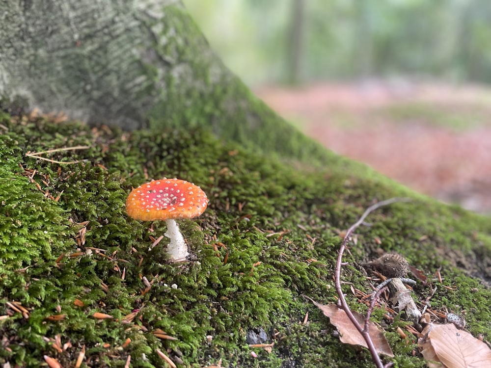 a small orange mushroom sitting on top of a moss covered forest floor
