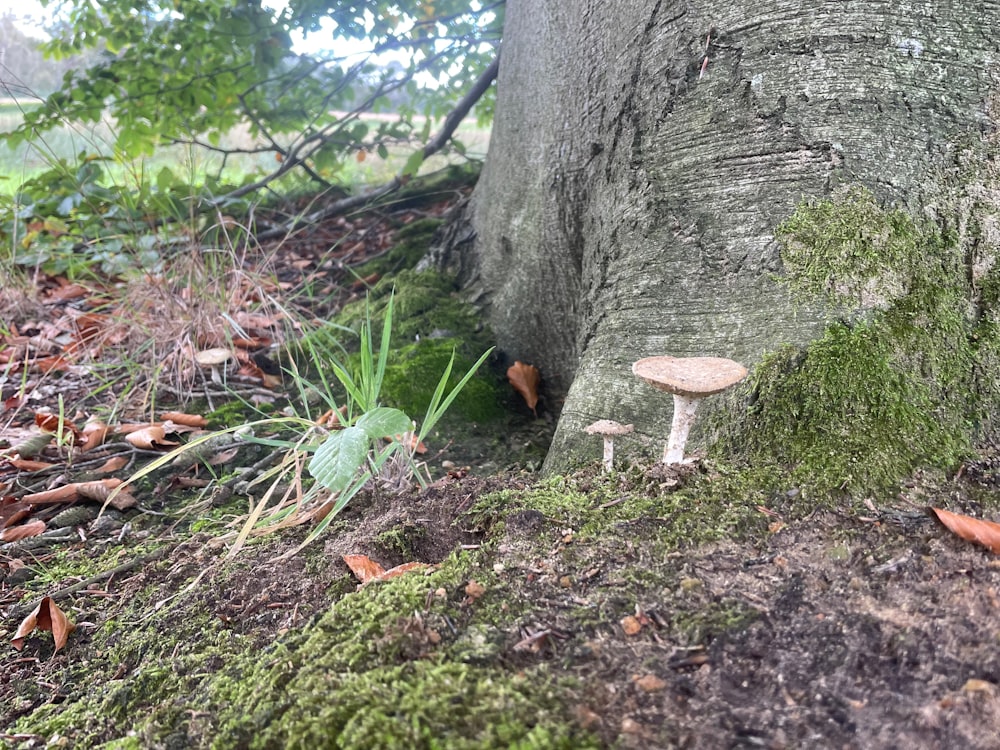 un hongo sentado en el suelo junto a un árbol