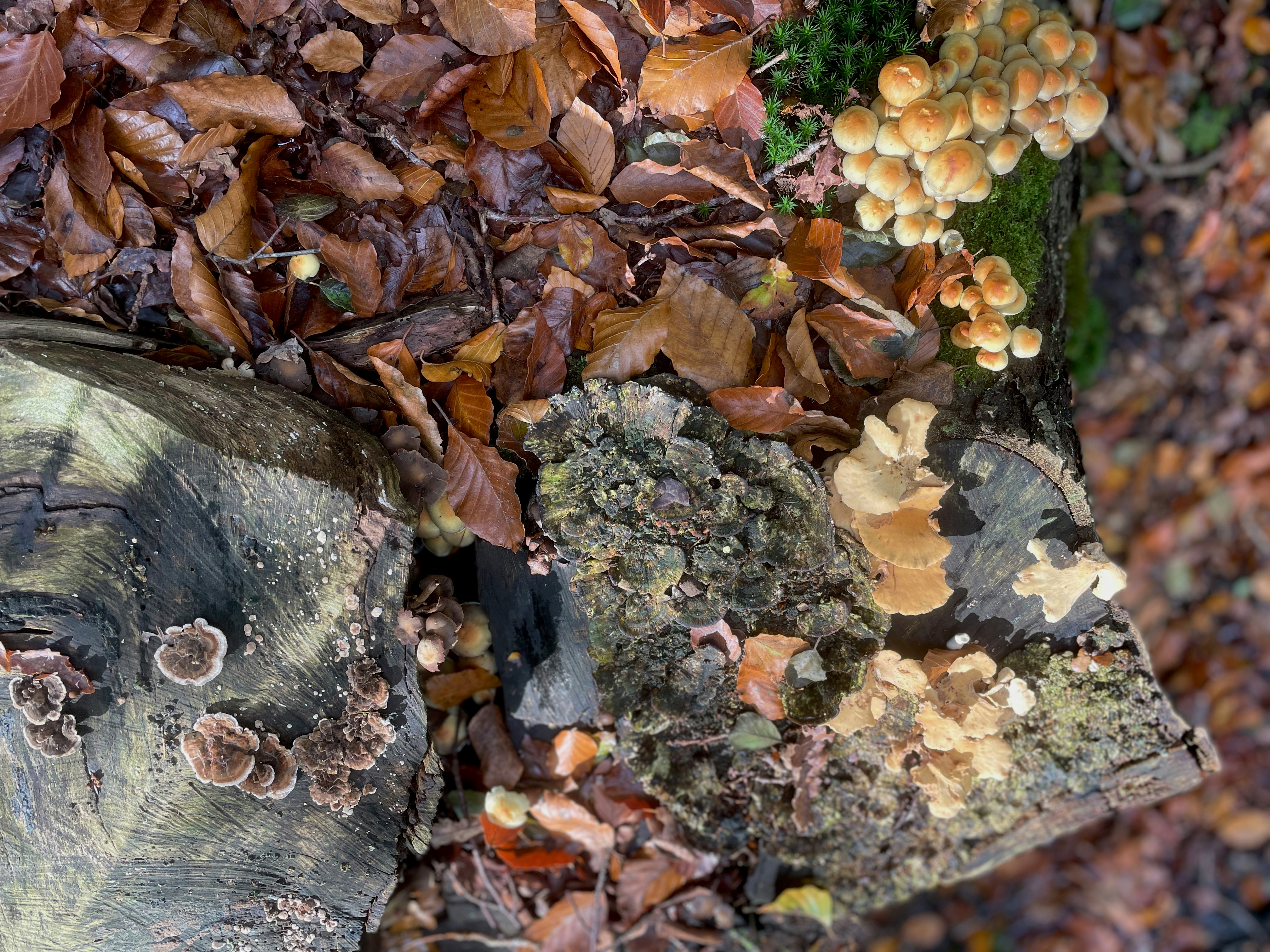 a group of mushrooms growing on a tree stump