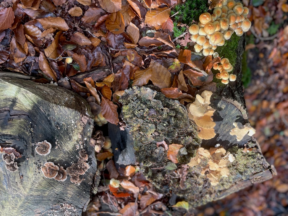 a group of mushrooms growing on a tree stump