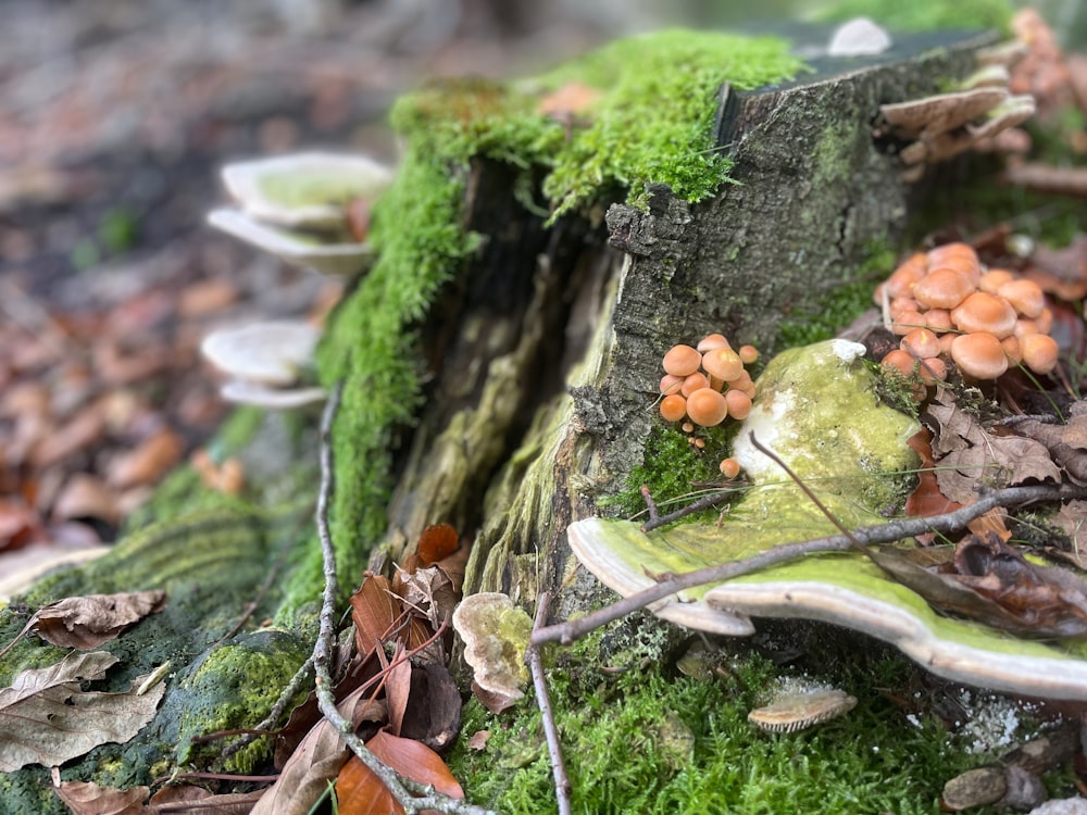 a group of mushrooms growing on a tree stump