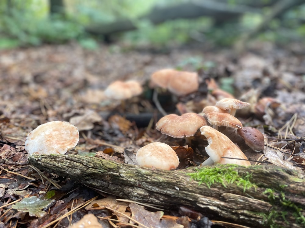 a group of mushrooms that are on the ground