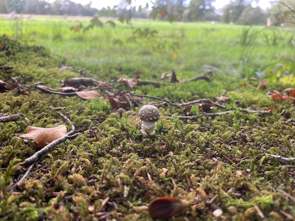 a small mushroom sitting on top of a moss covered field