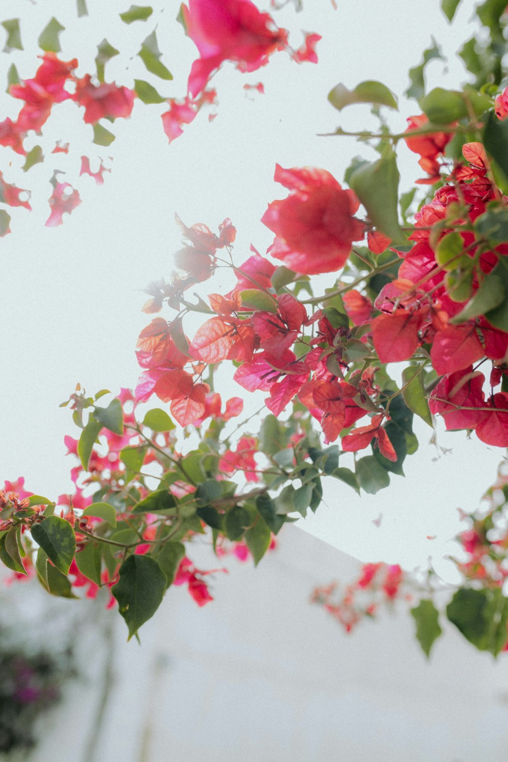 a bunch of red flowers hanging from a tree