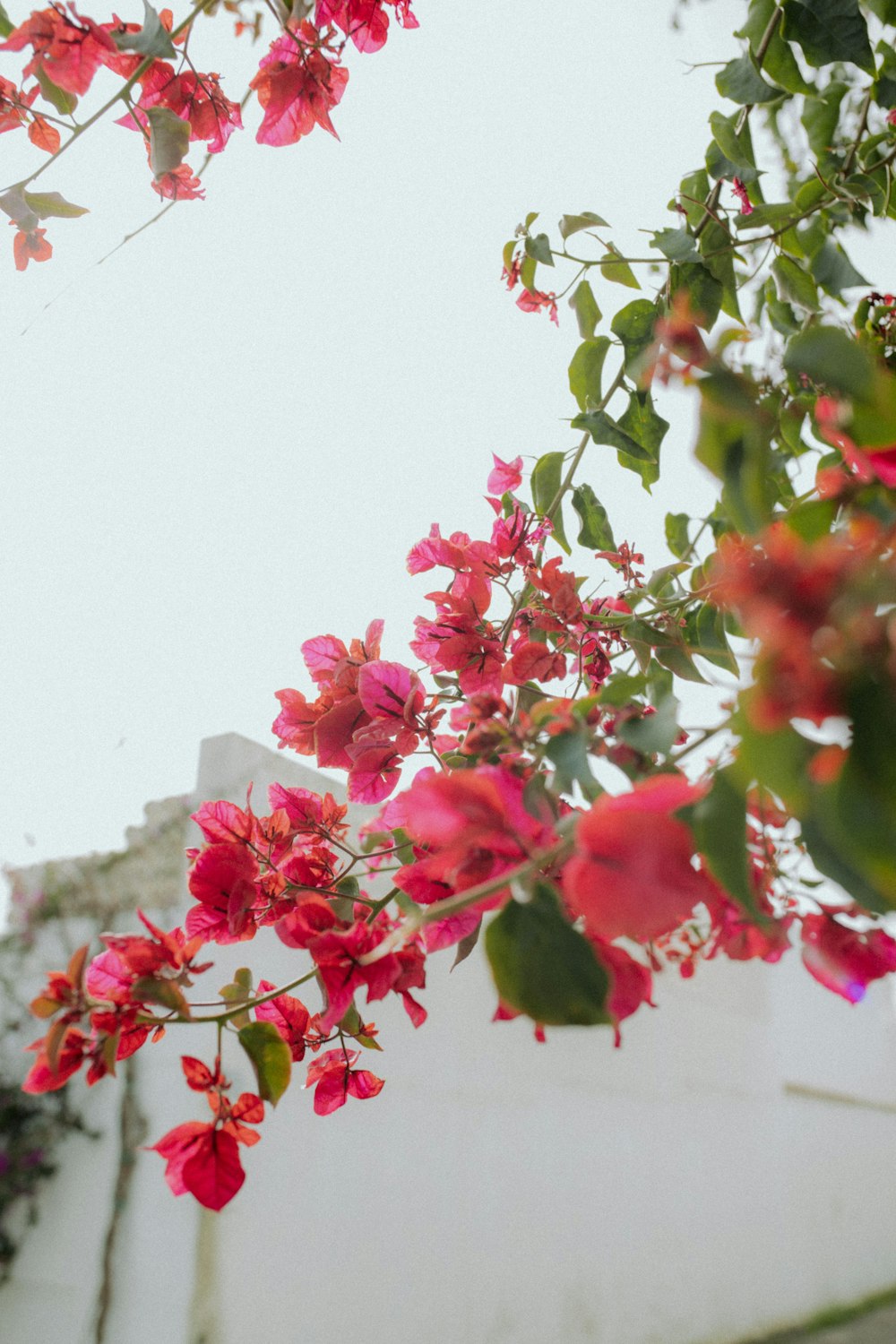 a bunch of red flowers hanging from a tree